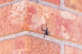 A black widow spider hangs from its web on a brick wall