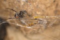 Black widow spider, harness their web-weaving skills to capture and consume their next meal. Royalty Free Stock Photo