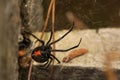 Black Widow Spider