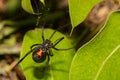 Black Widow Spider Royalty Free Stock Photo