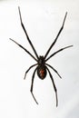 Black Widow Spider Isolated over White Background Royalty Free Stock Photo