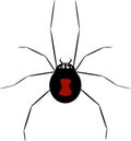 Funny Black Widow Spider Royalty Free Stock Photo