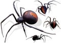 Black Widow Spider Royalty Free Stock Photo