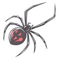 Black widow spider Latrodectus. mactans or hasselti Royalty Free Stock Photo