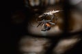 Black Widow Spider Macro Royalty Free Stock Photo