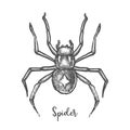 Black widow spider sketch.Hand drawn halloween bug