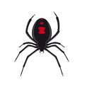 Black widow spider vector