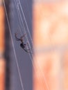 A black widow spider walks along its web in front of a brick and wrought iron wall Royalty Free Stock Photo