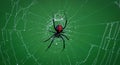 Black widow spider in web Royalty Free Stock Photo