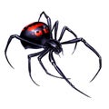 Black widow spider on white background realistic illustration isolate. Black widow spider killer is the most dangerous and Royalty Free Stock Photo