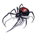 Black widow spider on white background realistic illustration isolate. Black widow spider killer is the most dangerous and