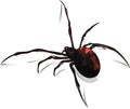 Black Widow Vector Royalty Free Stock Photo