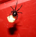 Black Widow w/ Eggs Royalty Free Stock Photo