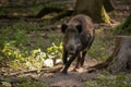 Black wild boar running in a forest