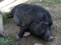 Black wild boar sleeps on land in captivity at outdoor zoo Royalty Free Stock Photo