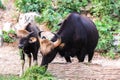 Black wild bull and calf eating grass Royalty Free Stock Photo