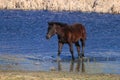 Black wild colt on the watering place Royalty Free Stock Photo