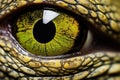 Wildlife lizard animal nature eye macro skin dragon wild reptile