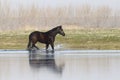 Black wild horse is trot through water Royalty Free Stock Photo