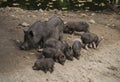 Black wild pig boar female with her newborn babies piggies piglet on the lake shore Royalty Free Stock Photo