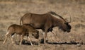 Black wildebeest Royalty Free Stock Photo
