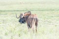 Black wildebeest, also called a white-tailed gnu Royalty Free Stock Photo
