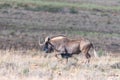 Black wildebeest, also called a white-tailed gnu Royalty Free Stock Photo