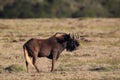 Black Wildebeest (Connochaetes gnou) Royalty Free Stock Photo