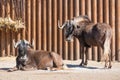 Black wildebeest Connochaetes gnou group, also known as the white-tailed gnu at the zoo Royalty Free Stock Photo