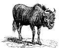 Black Wildebeest gnu old engraving