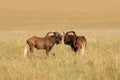 Black wildebeest in grassland - South Africa