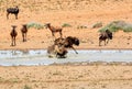 Black Wildebeest Royalty Free Stock Photo