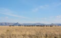 Black Wildebeest herd