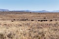 Black Wildebeest Landscape in Cradock Royalty Free Stock Photo