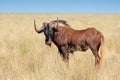 Black wildebeest Royalty Free Stock Photo