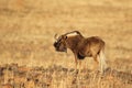 Black wildebeest - Mountain Zebra National Park