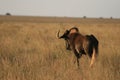 Black wildebeest in the Northern Cape