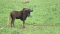 Black Wildebeest Connonchaetes Gnou, Suikerbosrand Nature Reserve, Gauteng, South Africa
