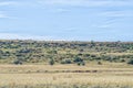 Black wildebeest and red hartebeest on the Eland Hiking Trail Royalty Free Stock Photo