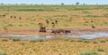 Black Wildebeest running Royalty Free Stock Photo