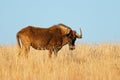 A black wildebeest standing in grassland, Mountain Zebra National Park, South Africa Royalty Free Stock Photo