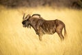 Black wildebeest standing in profile in grass