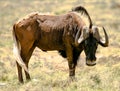 Black Wildebeest