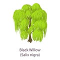 Black willow icon, isometric style