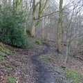 Black winding winter forest pathway on a hillside in winter