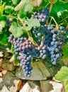 Black wine grapes in vineyard with dry stone wall