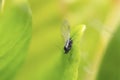 Black winged aphid on a leaf Royalty Free Stock Photo