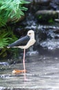 Black winged bird Stilt at the Gembira Loka Zoo Yogyakarta Indonesia Royalty Free Stock Photo