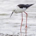 Black-winged (Common) Stilt, Foot Raised Royalty Free Stock Photo