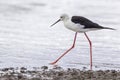 Black-winged (Common) Stilt, Walking Royalty Free Stock Photo